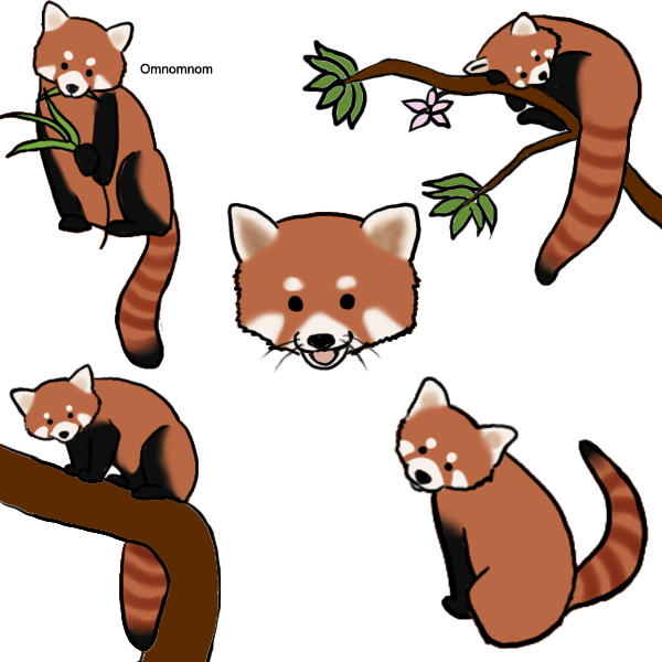 600x600 Red Panda By Atroxa