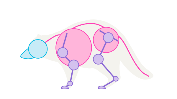 600x336 How To Draw Animals Red Pandas And Raccoons