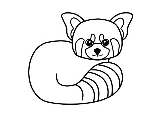 537x390 Red Panda Coloring Pages 8 Thaypiniphone