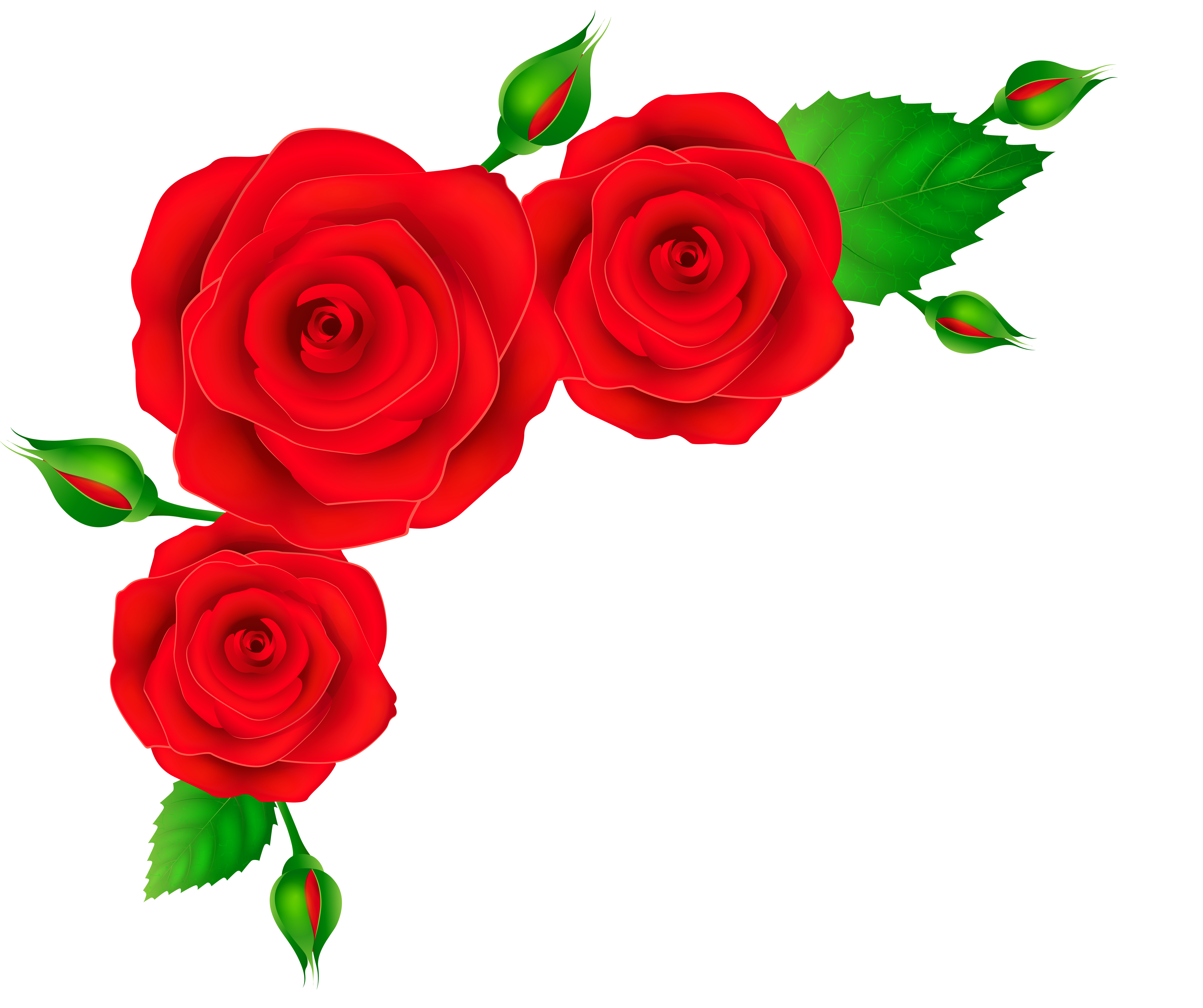 8000x6705 Red Roses Corner Transparent Png Clip Art Imageu200b Gallery