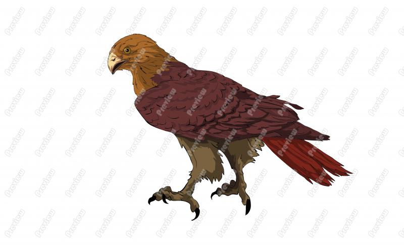 800x485 Red Tailed Hawk Character Clip Art
