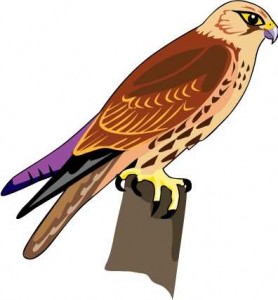 278x300 Red Tailed Hawk Clipart Art
