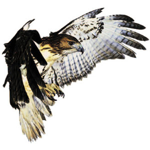 300x300 Red Tailed Hawk Clipart