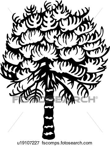 355x470 Clip Art Of , Monkey Puzzle, Tree, Varieties, U19107227