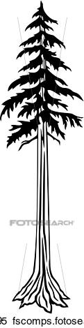 121x470 Clipart Of , Redwood, Tree, Varieties, U29043095