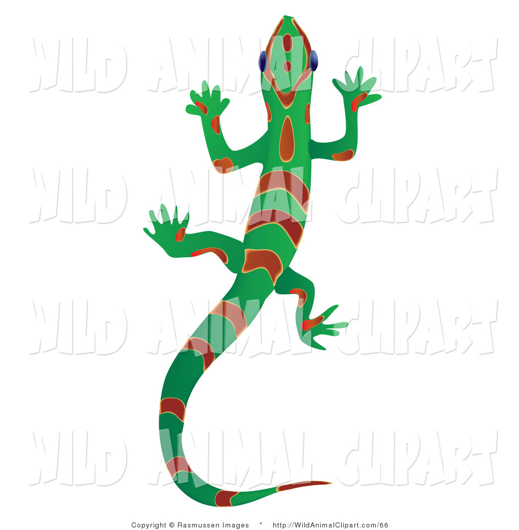 1024x1044 Royalty Free Reptile Stock Wildlife Designs