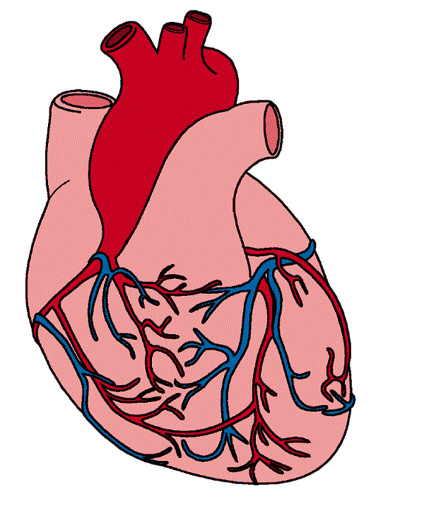 600x719 Organs Clipart Realistic Heart