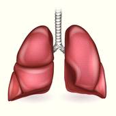 170x169 Respiration Clip Art