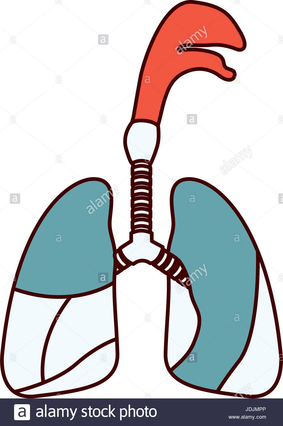 924x1390 Color Sections Silhouette Respiratory System With Windpipe Stock