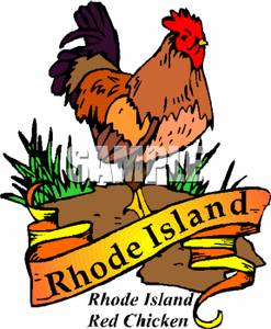 247x300 Island Red Rooster