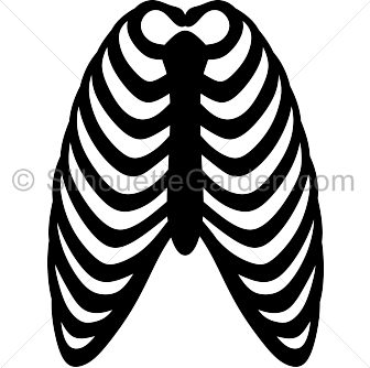 336x334 Rib Cage Clipart