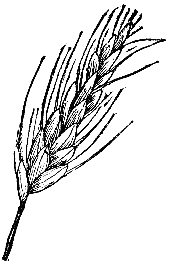 660x1024 Drawing Wheat Clipart