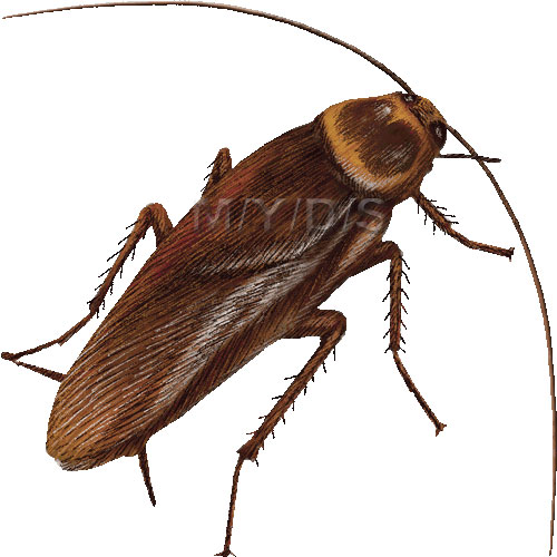 500x500 Cockroach Clipart Free Clipart Images