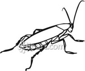 300x250 Cockroach Clipart Outline