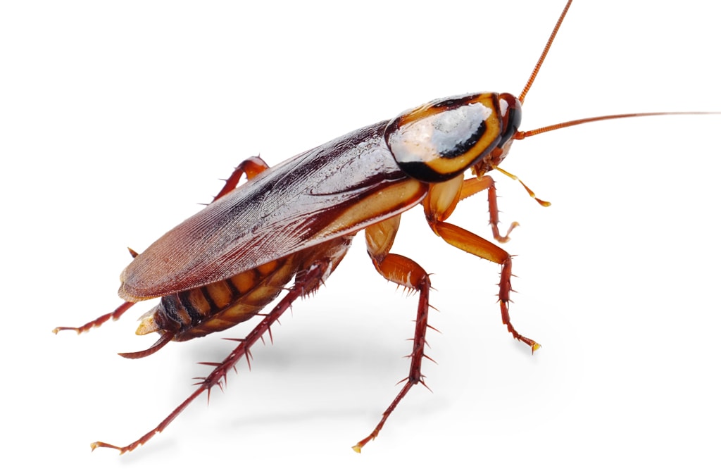 1024x666 Cockroaches In Kitchen Clip Art Cliparts
