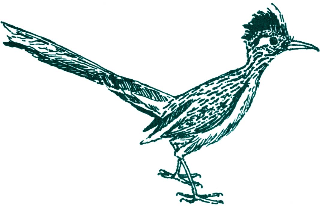 1067x698 Roadrunner Clipart Drawing