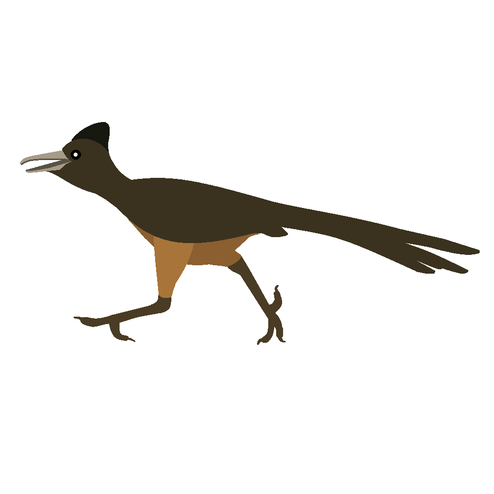 1000x1000 Roadrunner Clipart 4