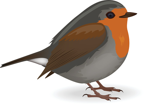 489x353 Bird Clipart Robin