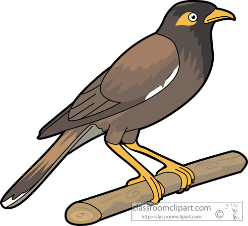500x457 Mynah Bird Cliparts 236942