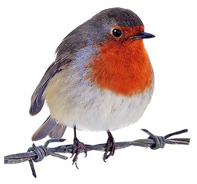 384x360 297 Best Frames Amp Images Png Images Comics Girls