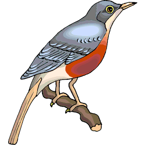 300x300 Top 81 Robin Clip Art