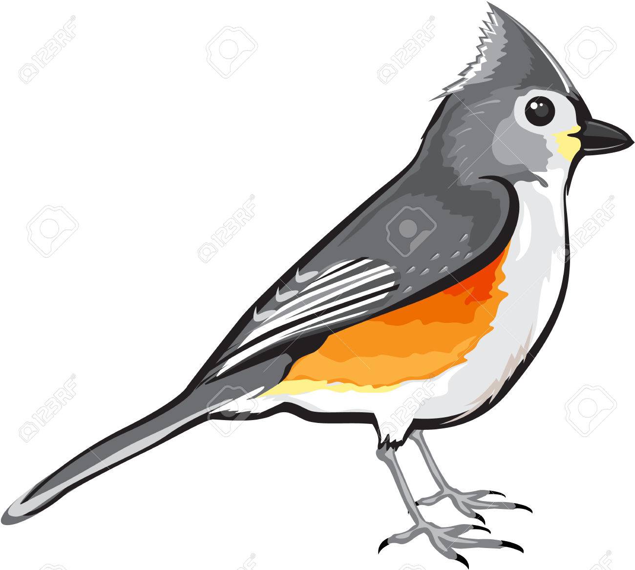 1300x1167 Tufted Titmouse Bird Vector Illustration Clip Art Graphic Design