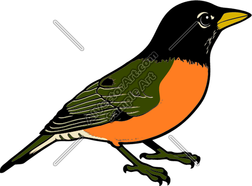 500x370 American Robin Clipart