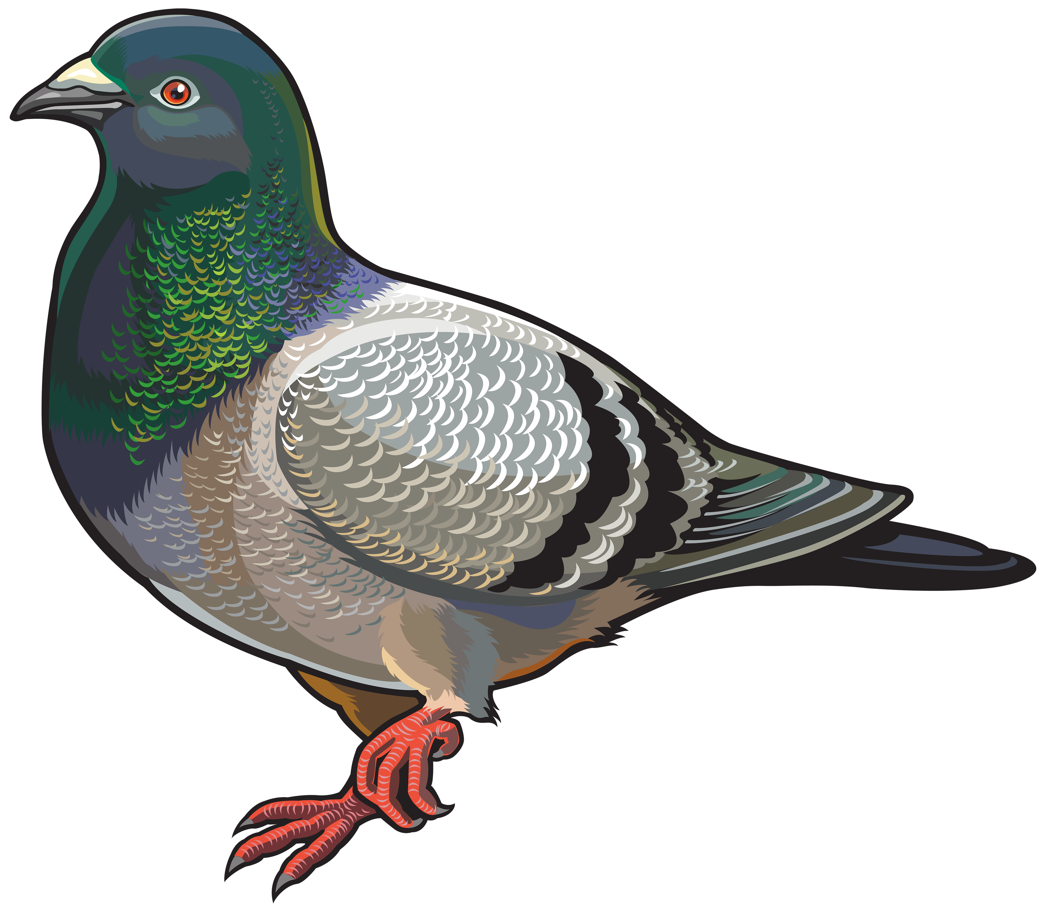4000x3489 Pigeon Png Clipart