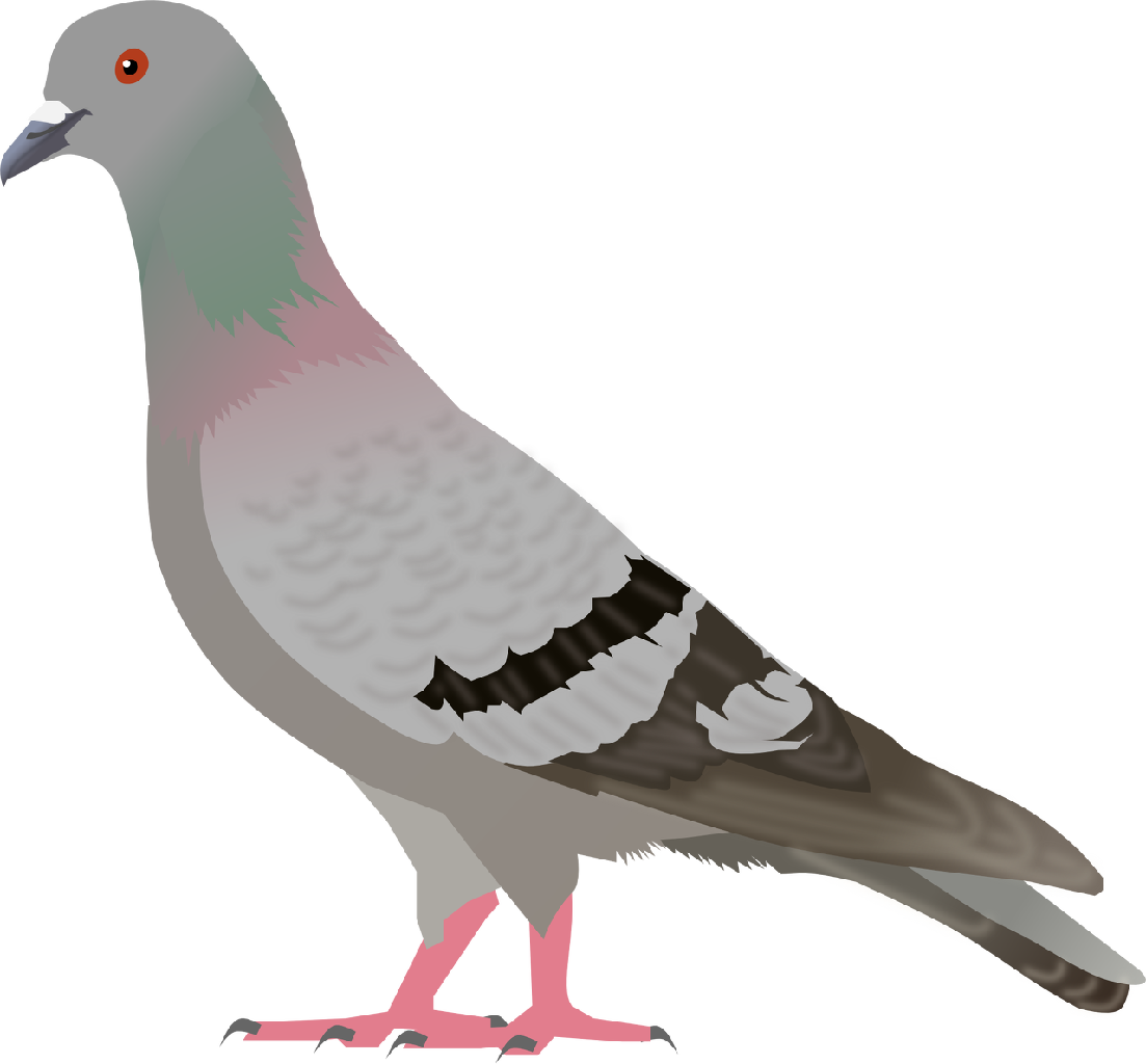 1103x1024 Pigeon Png Images, Free Pigeon Png Pictures Download