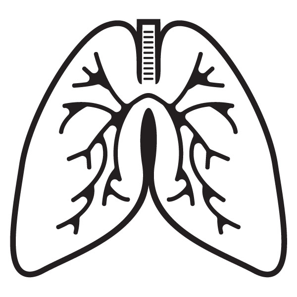 600x600 Lungs Clipart