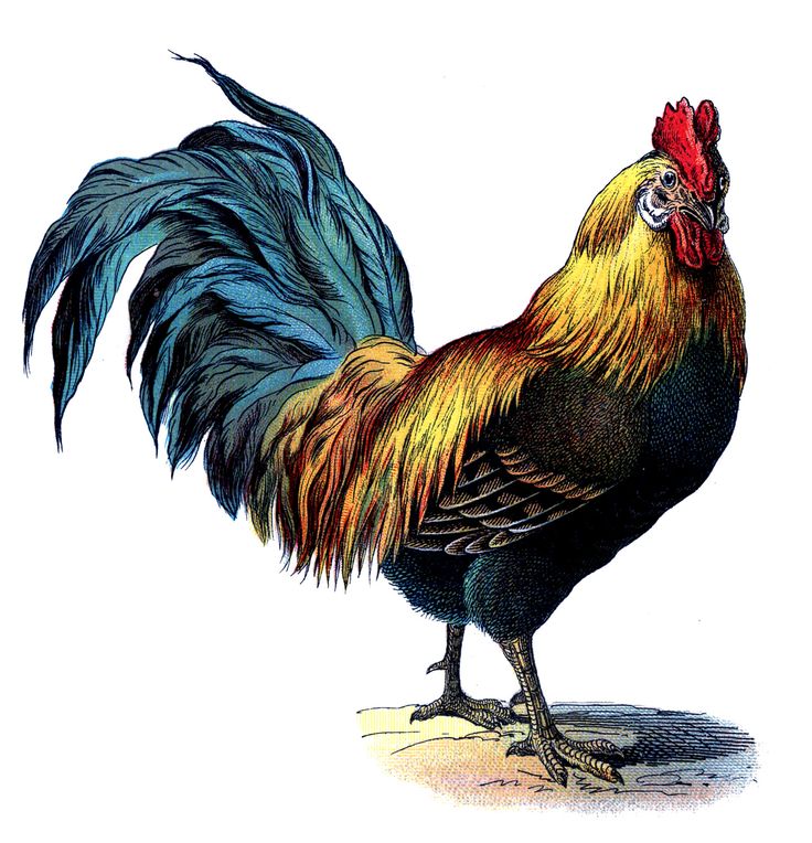 736x764 Best Rooster Images Ideas Search Chicken Image