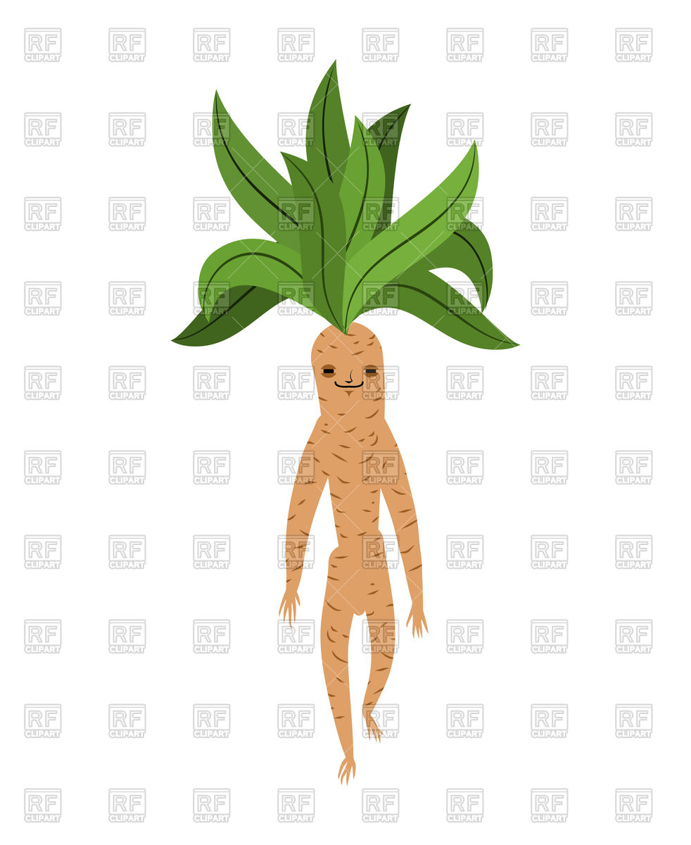 982x1200 Mandrake Root Isolated On White Background Royalty Free Vector