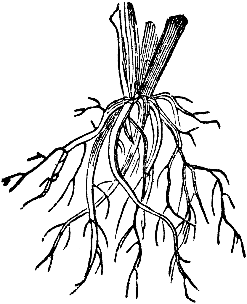 834x1024 Roots Clipart Black And White