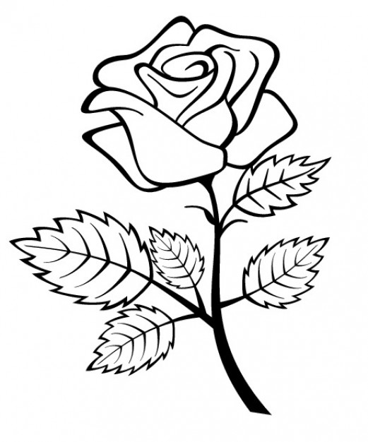 521x626 Rose Outline Vectors, Photos And Psd Files Free Download
