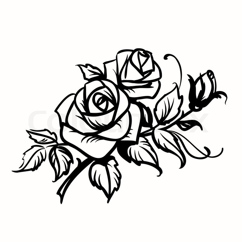 800x800 Roses. Black Outline Drawing On White Background Stock Vector