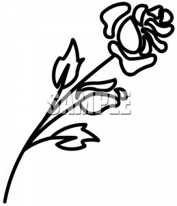 259x300 And White Outline Of A Rose