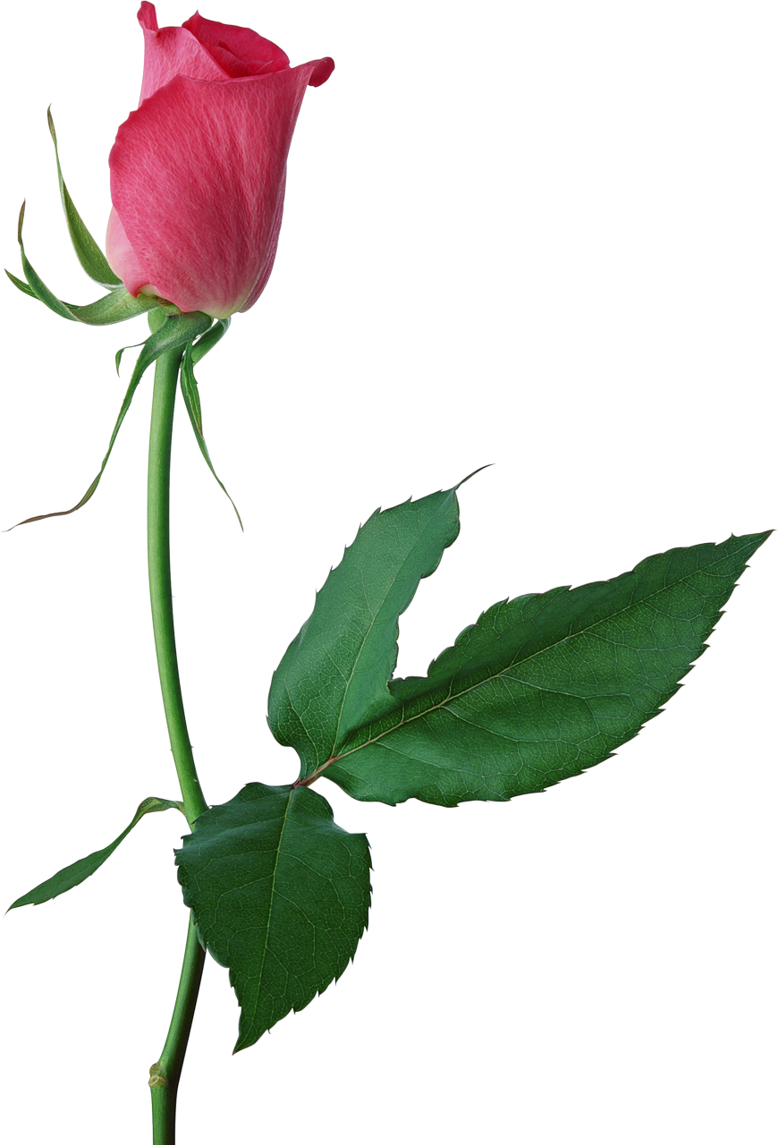 870x1280 Large Pink Rose Bud Png Clipartu200b Gallery Yopriceville