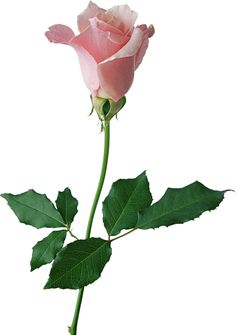 236x335 Large Rose Bud Png Clipart Flowers Rose Buds, Rose