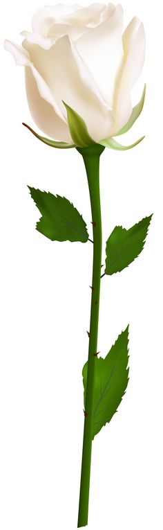 236x765 Rose Transparent Clip Art Png Image Fiori Clip Art