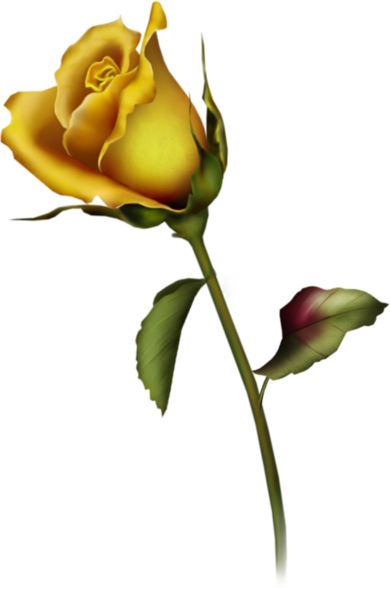 390x600 Yellow Rose Bud Clip Art