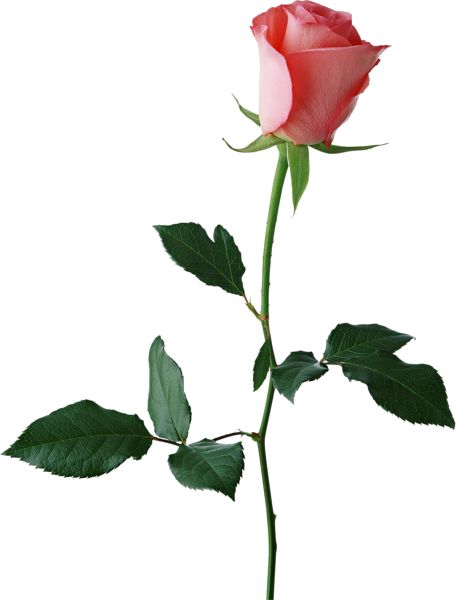 456x600 Bud Roses Clipart