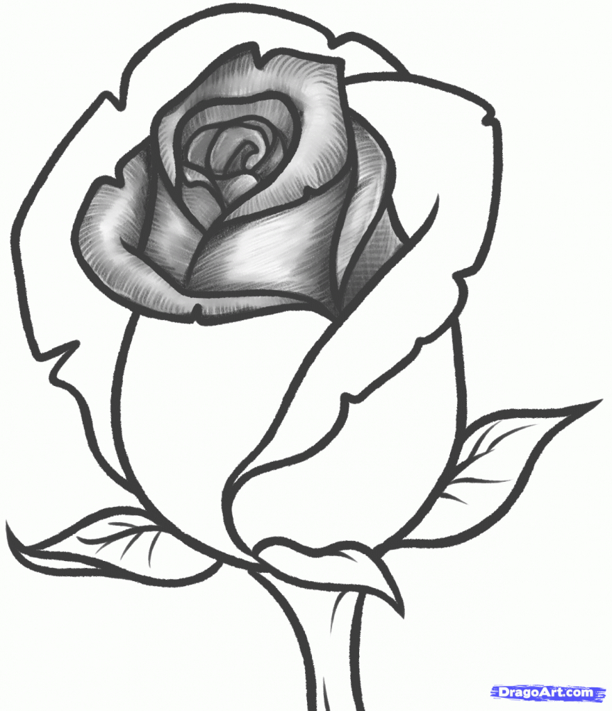 881x1024 Cartoon Drawing Rose Cartoon Drawing Rose