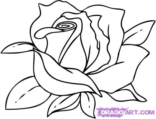 520x396 Cartoon Sketch Of Rose