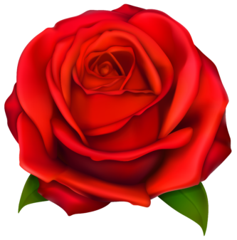 333x337 Cartoon Rose Clipart Rose Clipart