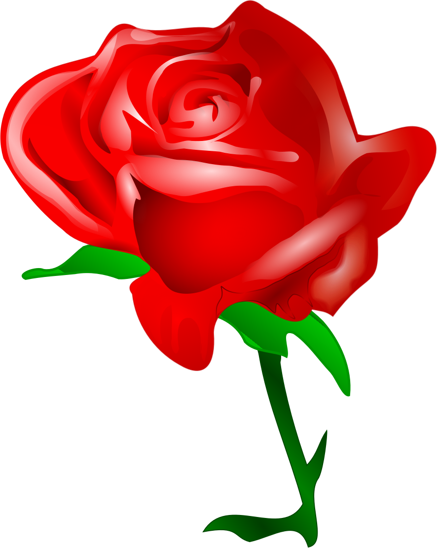 886x1112 Red Rose By @tomas Arad, A Red Rose Bigger., On @openclipart