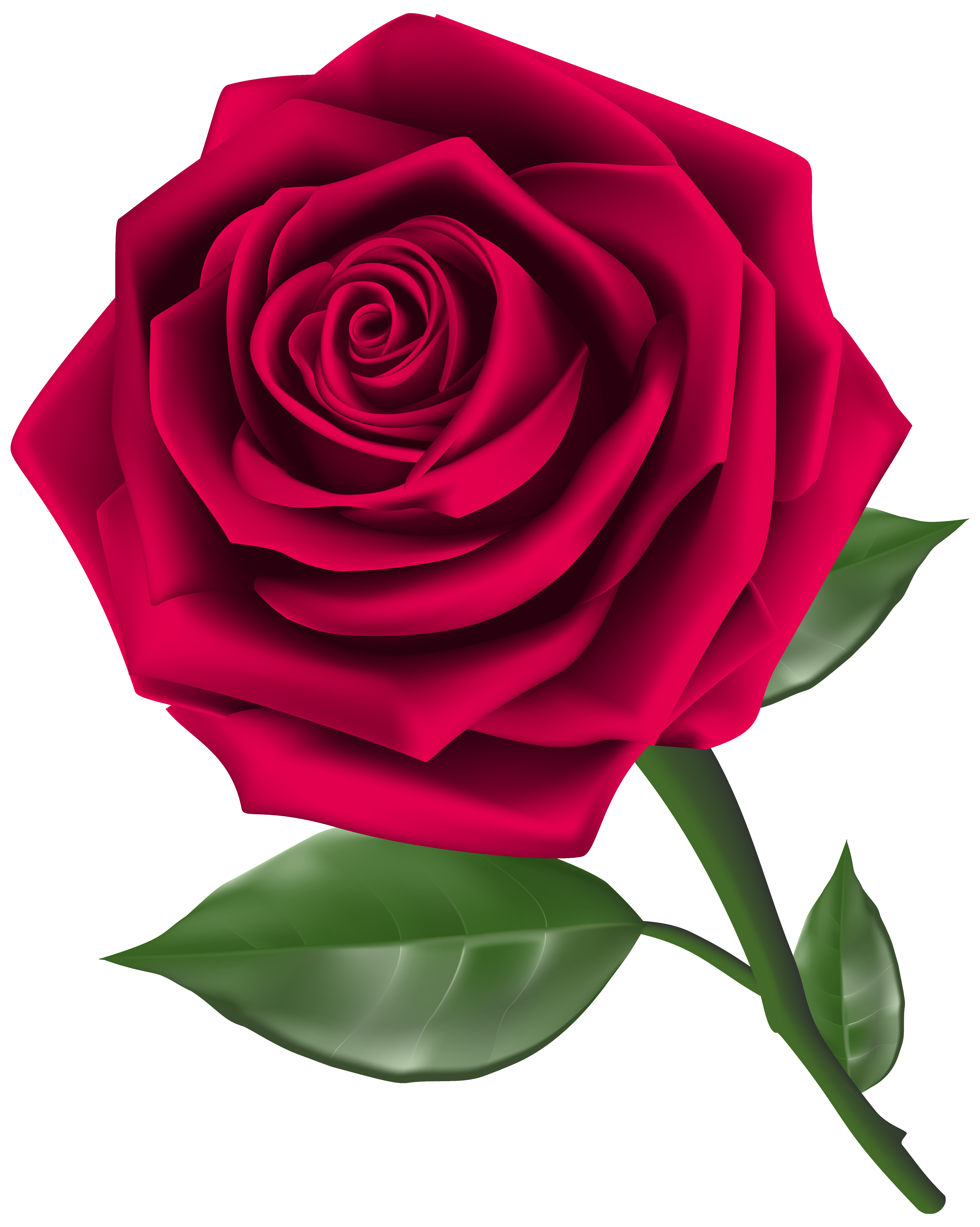 5001x6261 Roses Steam Rose Clipart Image