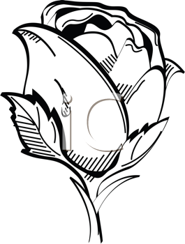 265x350 Royalty Free Rose Clip Art, Flower Clipart