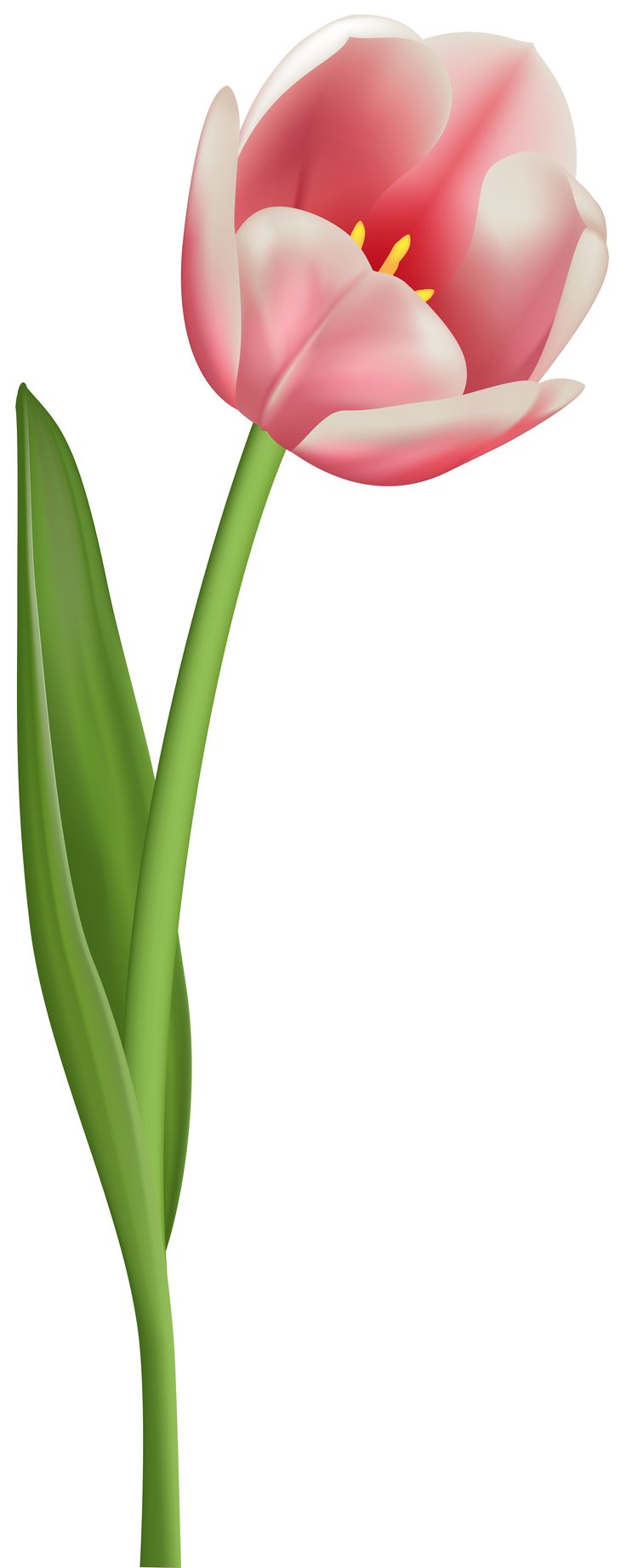 736x1844 Die Besten Tulip Clipart Ideen Auf Tulpen