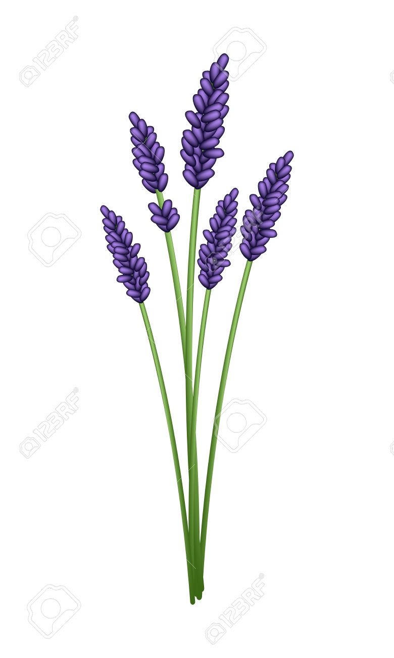 780x1300 Plant Clipart Transparent Background