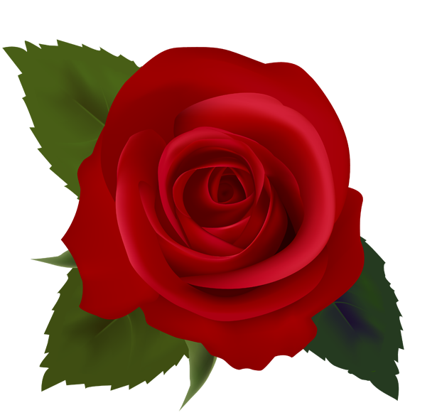 615x591 Red Roses Clipart